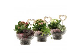 Arrangementen kamerplanten 21676: Mothers day arrangement 2 pp