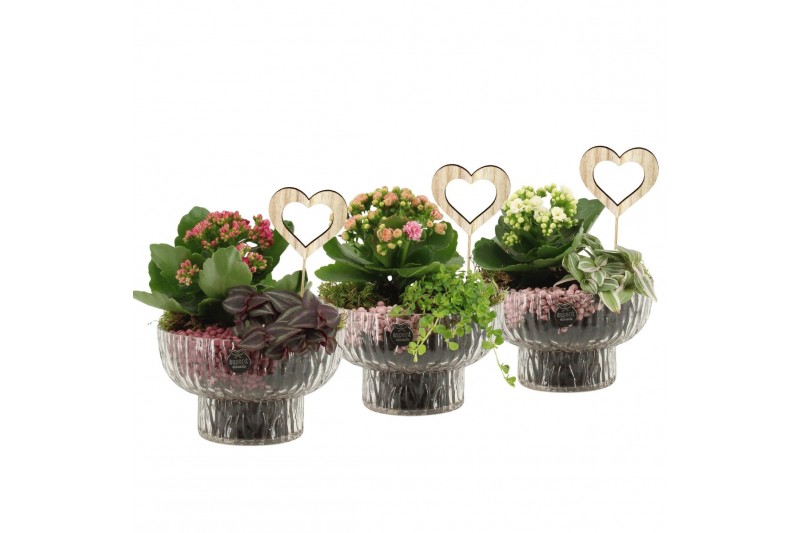 Arrangementen kamerplanten 21676: Mothers day arrangement 2 pp Arrangementen kamerplanten 21676: Mothers day arrangement 2 pp