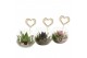 Arrangementen kamerplanten 21660: Mothers day arrangement 1 pp 