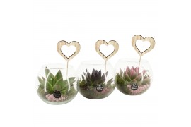 Arrangementen kamerplanten 21660: Mothers day arrangement 1 pp