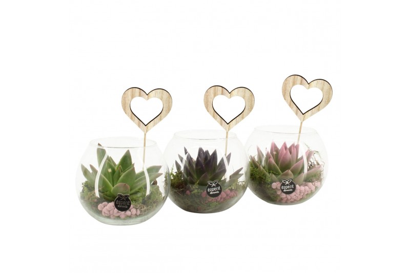 Arrangementen kamerplanten 21660: Mothers day arrangement 1 pp 