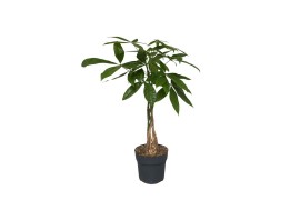 Pachira aquatica Pachira Aquatica vlecht 1 pp