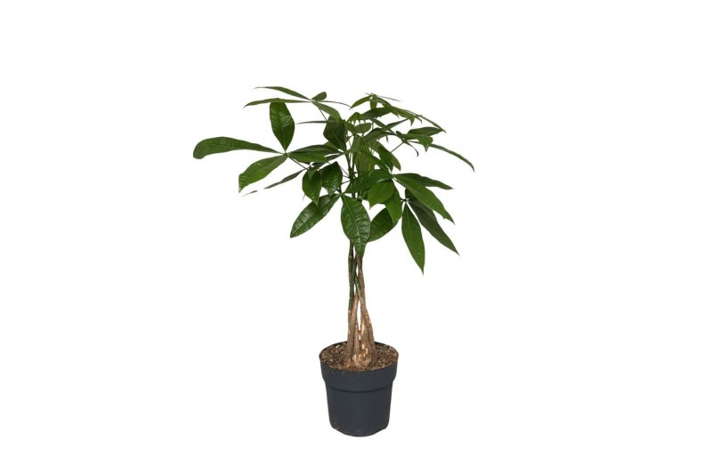 Pachira aquatica Pachira Aquatica vlecht 1 pp 