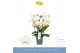 Phalaenopsis anthura madrid 4 tak fontano bellagio 