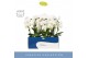 Phalaenopsis anthura madrid Fontano Bellagio 4 spike in Emilia Green A 