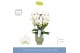 Phalaenopsis anthura madrid Fontano Bellagio 4 spike in Emilia Green A 