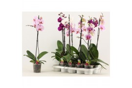 Phalaenopsis mix Phalaenopsis 1 tak 6+ A2 6 bl. 1 tak/plnt