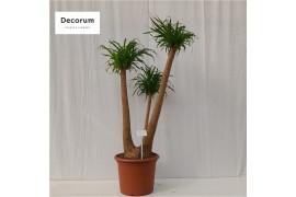 Beaucarnea recurvata vertakt nummer 52