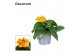 Crossandra fortuna Decorum 