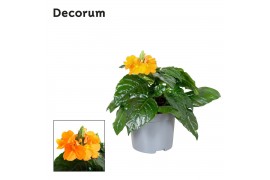 Crossandra fortuna Decorum