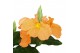Crossandra fortuna Decorum 