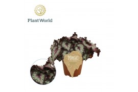Begonia blad rex magic colours odissi Begonia rex Odissi 12cm 3 pp