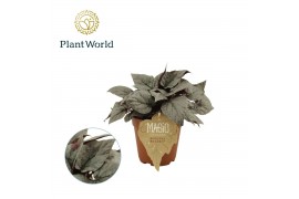 Begonia blad magic colours bolero Begonia rex Bolero 12cm 3 pp