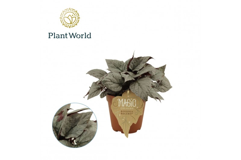 Begonia blad magic colours bolero Begonia rex Bolero 12cm 3 pp Begonia blad magic colours bolero Begonia rex Bolero 12cm 3 pp