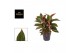 Aglaonema jungle red 