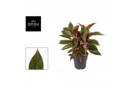 Aglaonema jungle red