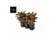 Aglaonema jungle red 