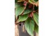 Aglaonema jungle red 