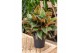 Aglaonema jungle red 