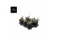 Sansevieria almond silver 