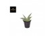 Sansevieria almond silver 