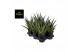 Sansevieria comet queen marble 