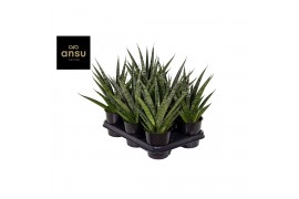Sansevieria comet queen marble