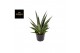 Sansevieria comet queen marble 