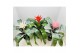 Aechmea mix Aecmea Mix 3 kleuren 