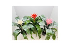 Aechmea mix Aecmea Mix 3 kleuren