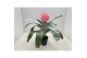 Aechmea primera L 