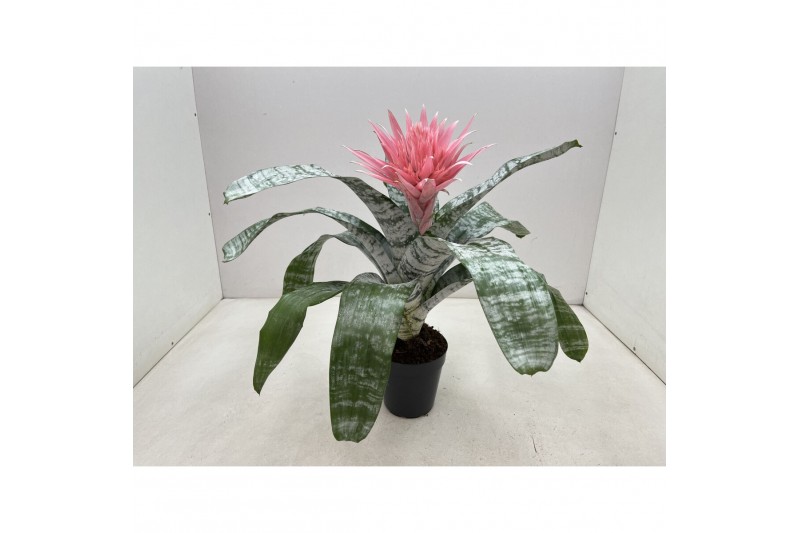 Aechmea primera L 