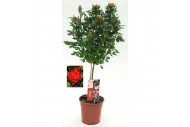 Rosa oranje op stam,9 tak/plnt,oranje