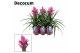 Tillandsia amira Luxe keramiek 