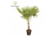 Trachycarpus fortunei Trachycarpus fortuneii / Eagle palm P40 170-180c 