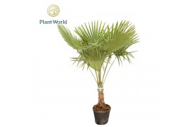 Trachycarpus fortunei Trachycarpus fortuneii / Eagle palm P40 170-180c