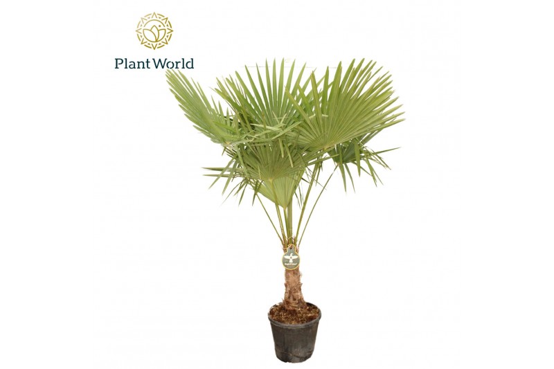 Trachycarpus fortunei Trachycarpus fortuneii / Eagle palm P40 170-180c 