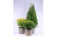 Thuja occidentalis mix 3 mix 