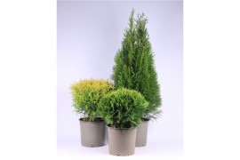 Thuja occidentalis mix 3 mix