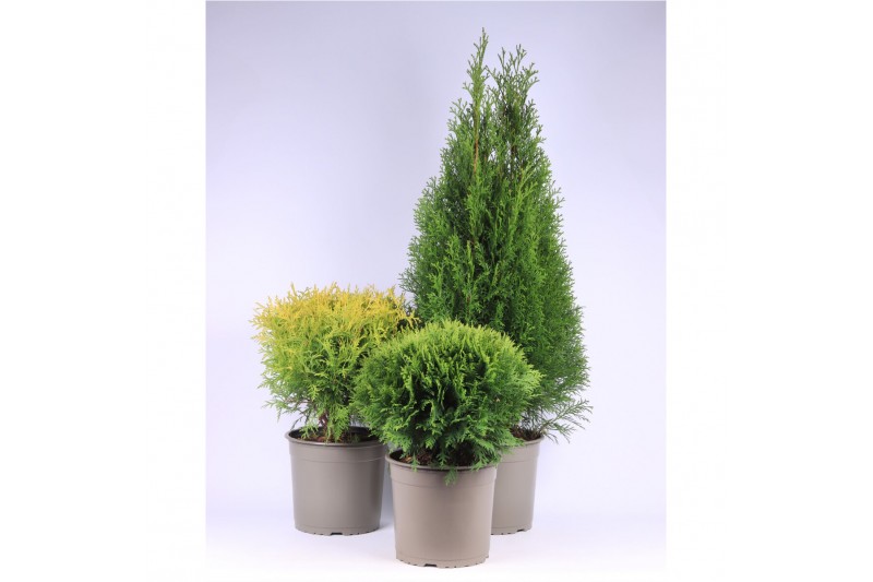 Thuja occidentalis mix 3 mix 