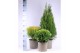 Thuja occidentalis mix 3 mix 