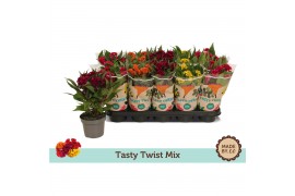Celosia argentea cristata twisted mix Tasty mix
