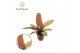 Philodendron prince of orange 