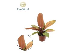 Philodendron prince of orange