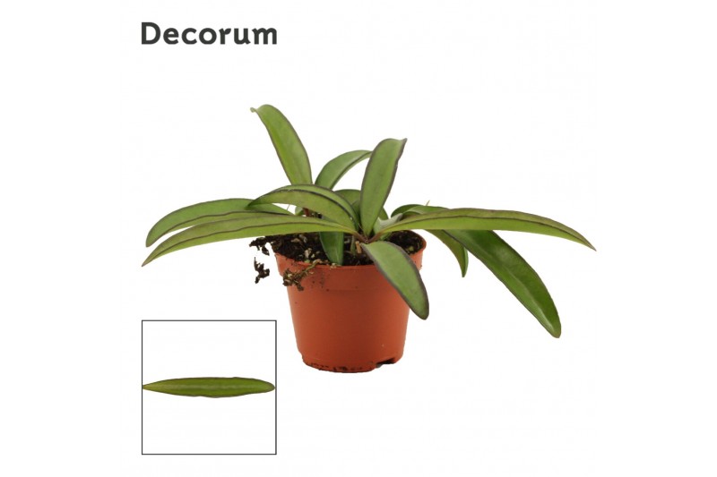 Hoya wayetii green decorum 