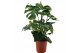 Monstera deliciosa 