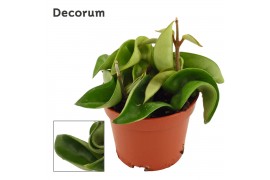 Hoya carnosa compacta green decorum