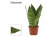 Sansevieria jamaiquina queen decorum 
