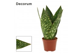 Sansevieria jamaiquina queen decorum
