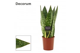 Sansevieria Jamaiquina Queen 12 cm (Decorum)